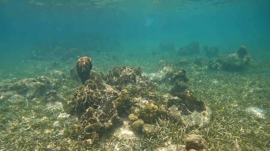 Coral cluster near Roatán part of the Mesoamerican Barrier Reef