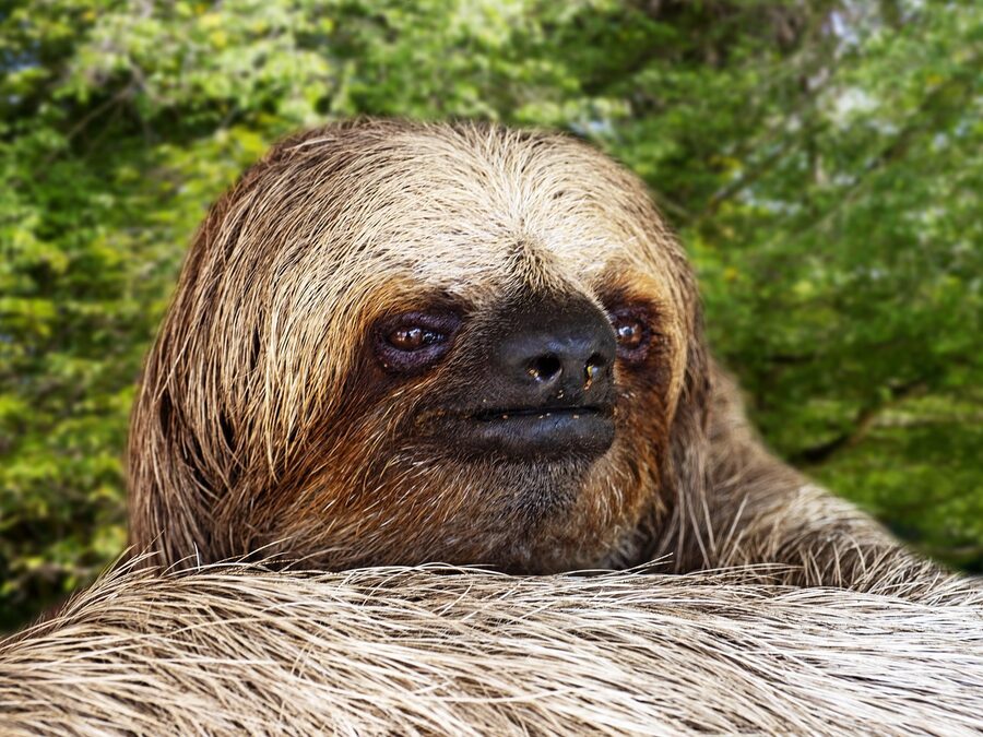 Honduran sloth in tree