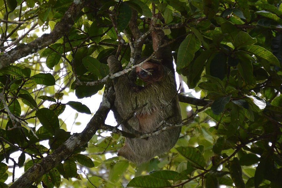 Sloth at Cano Negro Wildlife Refuge, Costa Rica