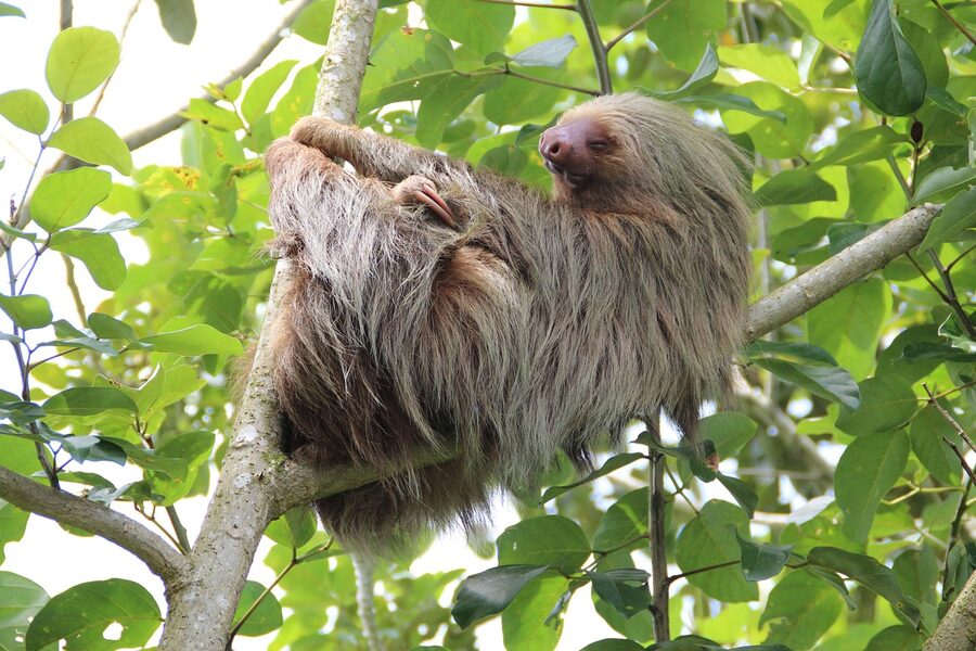 Sloth hanging in Costa Rican rainforest