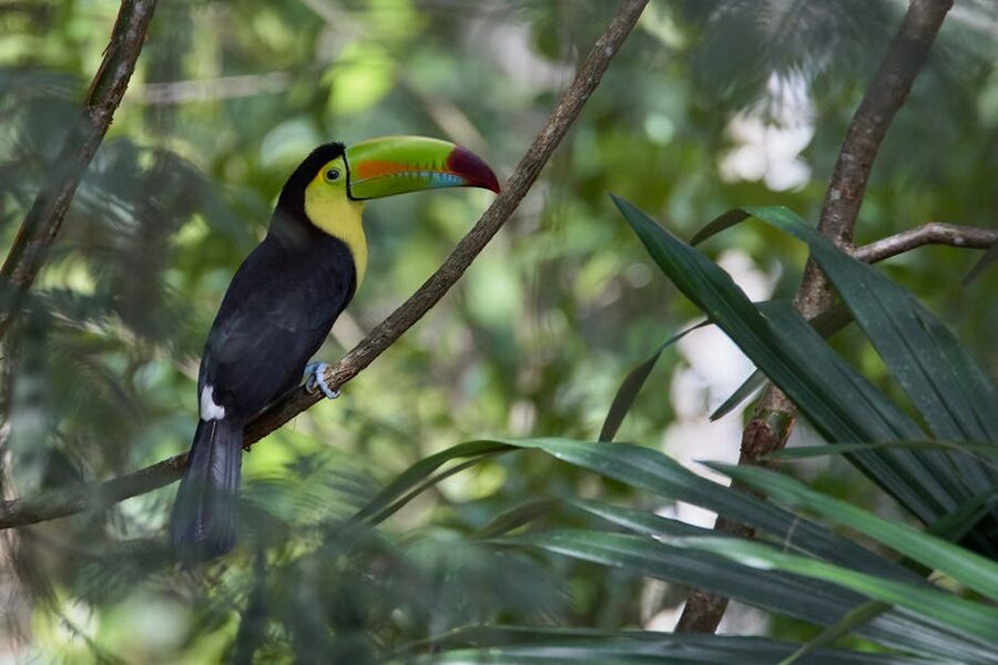 Keel-billed toucan in Tikal jungle Guatemala
