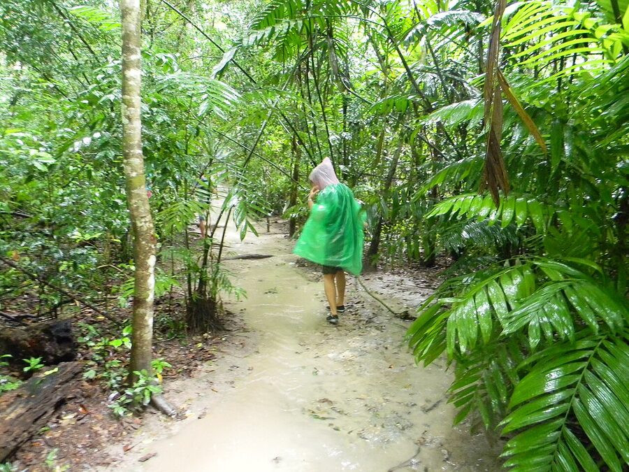 Tikal rainforest canopy and jungle floor