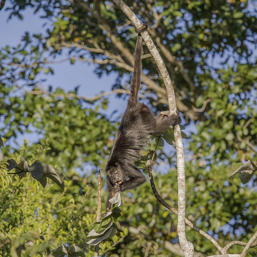 Yucatan black howler monkey in Peten Guatemala