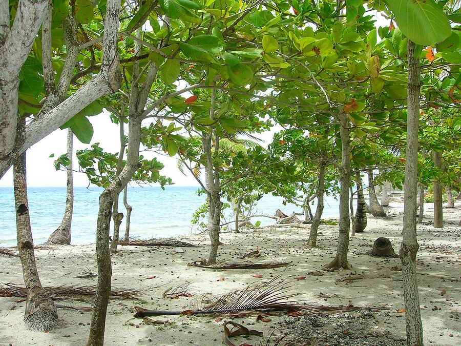 Sea grape trees framing the Caribbean shoreline on Utila, Honduras
