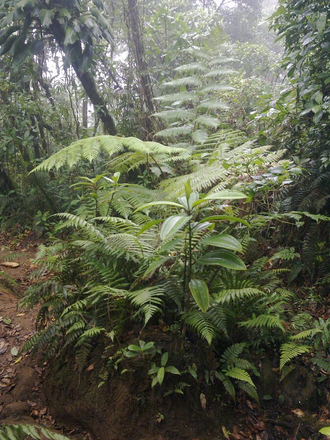 Hikers climbing through cloud forest on Volcan Maderas, Ometepe, Nicaragua