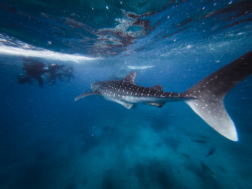 Whale shark swimming under the surface with snorkellers nearby