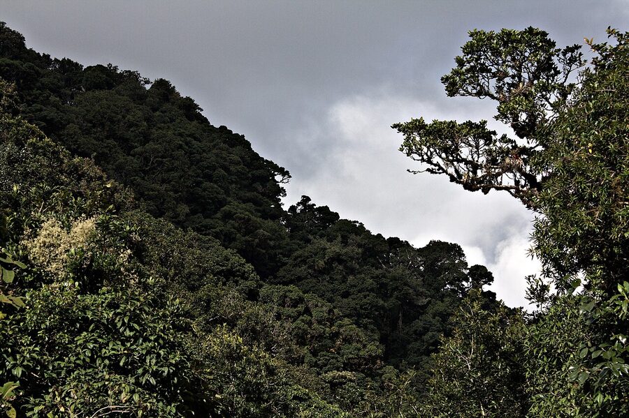 Cloud forest canopy in La Tigra National Park near Tegucigalpa